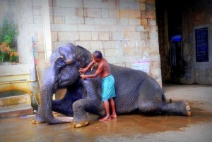 Elephant bath!